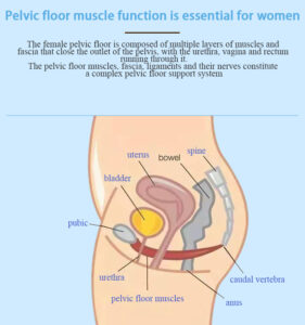 EMS Pelvic Floor Muscle Stimulation Chair